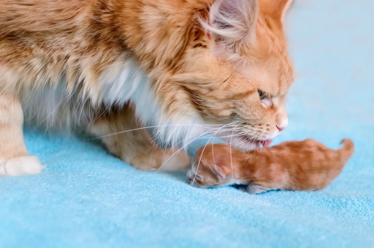 Maine Coon Cat Mom Enlists Auntie to Help Raise Newborn Kittens and Everyone's Hearts Are Melting