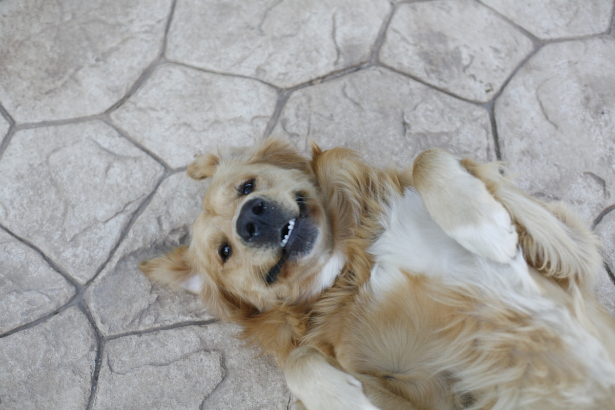 Golden Retriever's Bath-Time Brawl with Dad Makes Him the Funniest Little Rebel