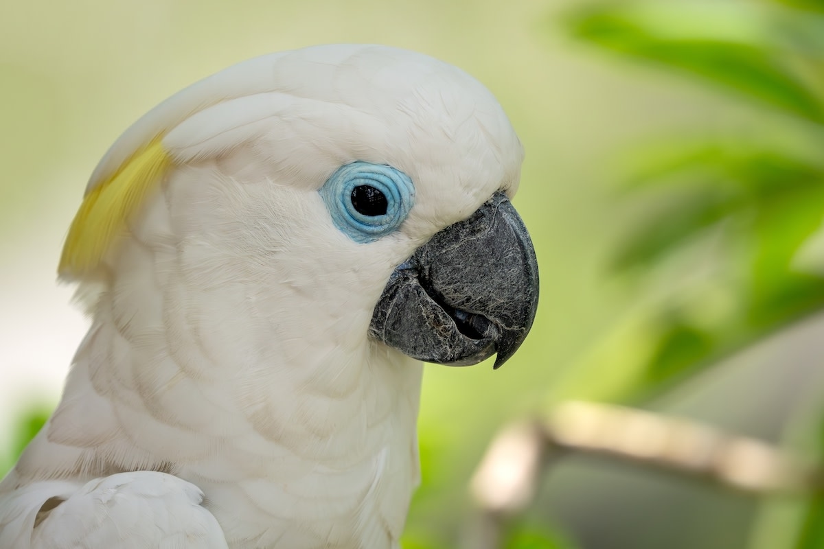 Cockatoo Demanding To Be Let Out of Cage Like a Boss Is Cracking People Up