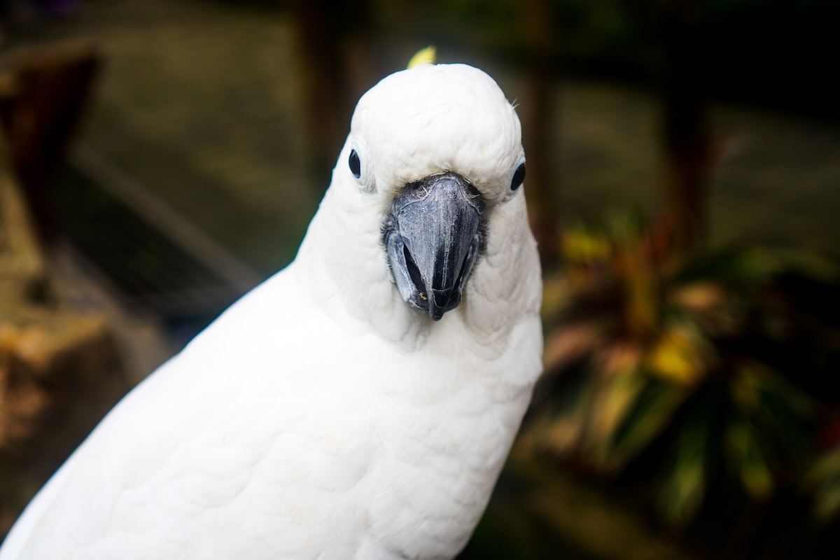 Clingy Cockatoo Has Cutest Freakout When Mom Goes to Clean His Room