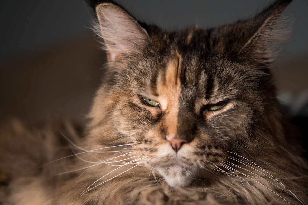 Mom Brings Maine Coon on Roller Coaster VR Journey and He's So Unbothered