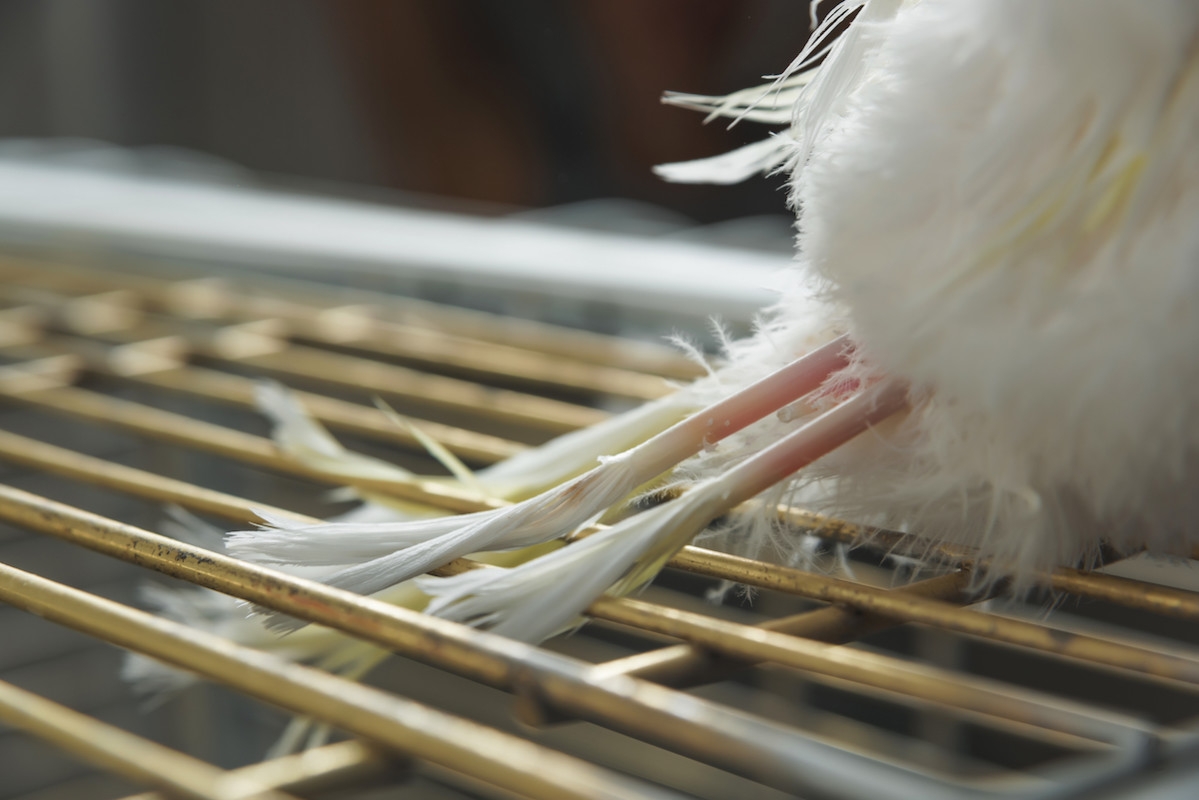 Precious Cockatoo with Incurable Disease Has Stolen the Internet's Hearts