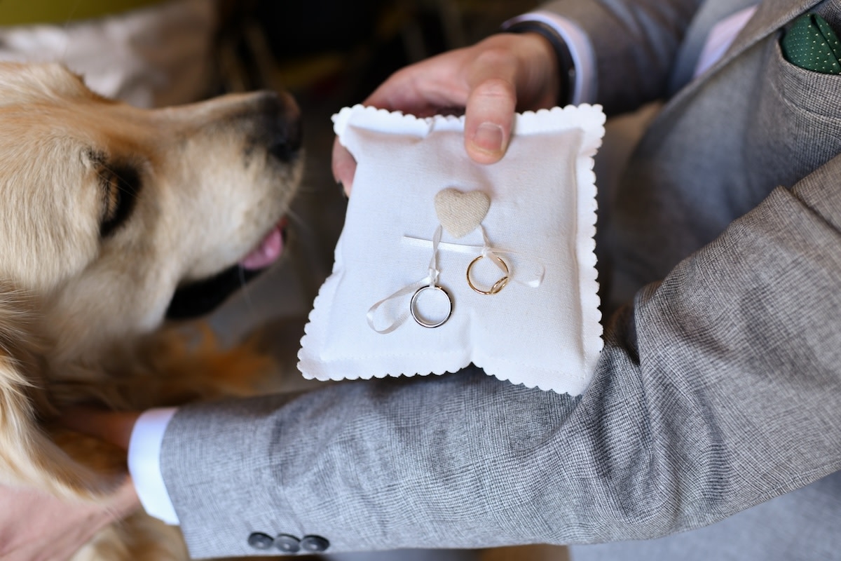 Red Lab Gets His Golden Retriever Girlfriend Pregnant and a Classic 'Shotgun Wedding' Results