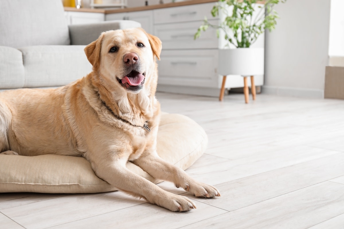 Golden Retriever Uses Creative Options For Pillows and It's a Riot