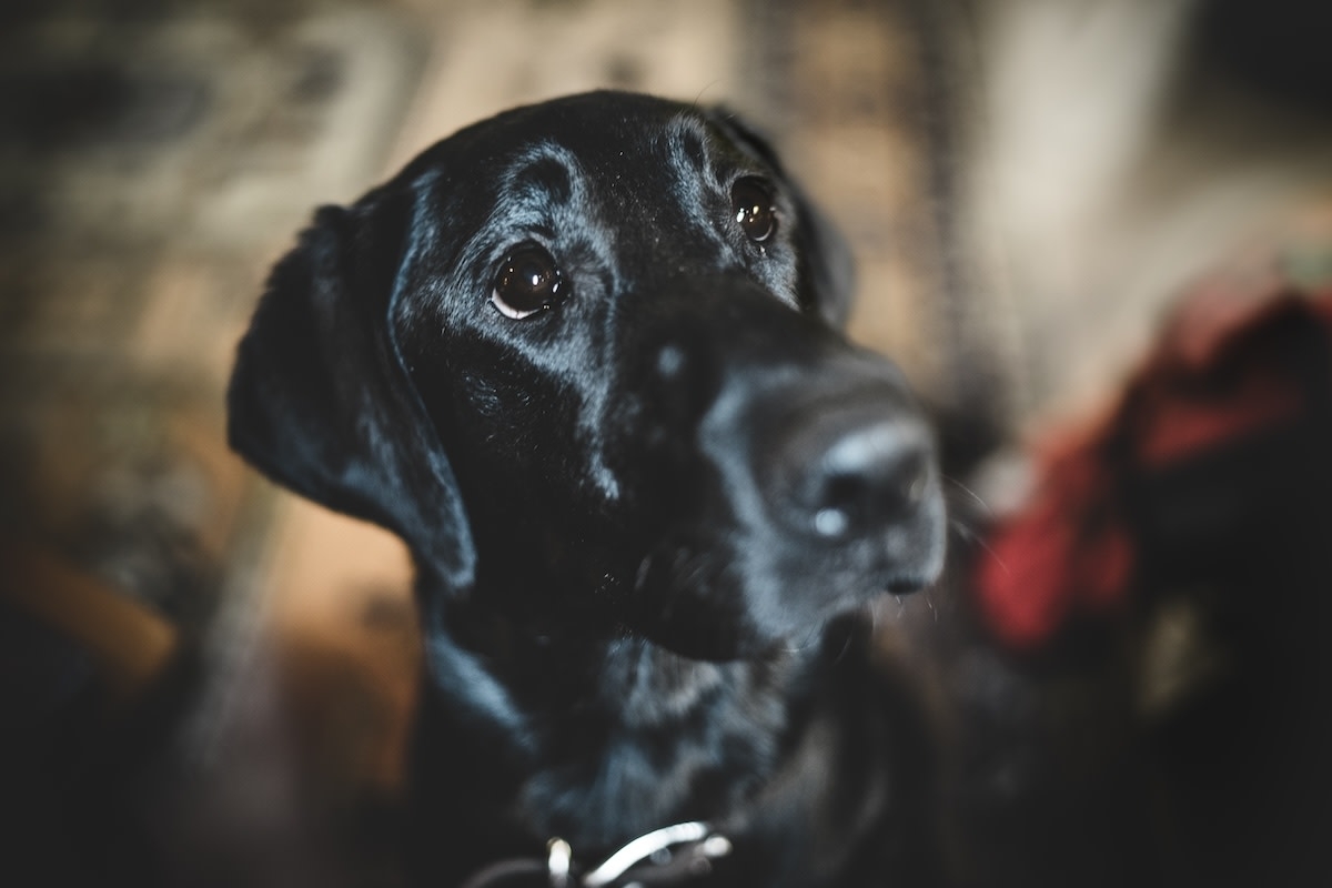 Black Labrador's Hilarious Loophole to Avoid Begging at the Table Makes Him a True Einstein