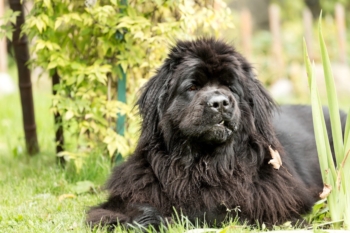Mama Newfoundland Tries to Escape ‘Puppy Attack' in Epic Game of ‘The Floor Is Lava'