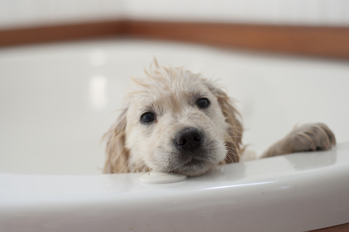 Golden Retriever Enduring 'Post-Bath Trauma' Proves the Struggle Is So Real