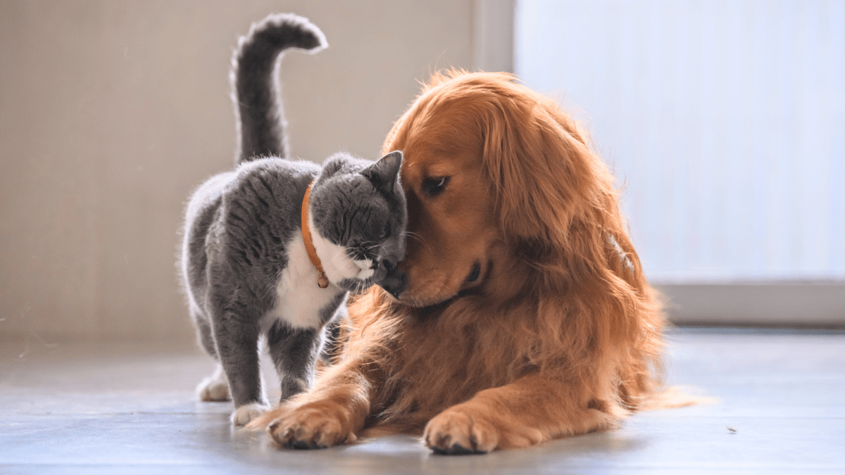 Golden Retriever Puppy's Funny Attempt to Avoid Eye Contact with the Cat Is Priceless