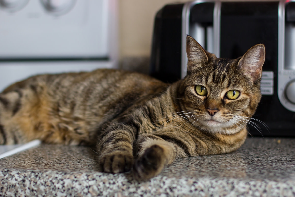 Crafty Tabby Cat Shows Off Problem-Solving Prowess Opening Air-Fryer in Record Time