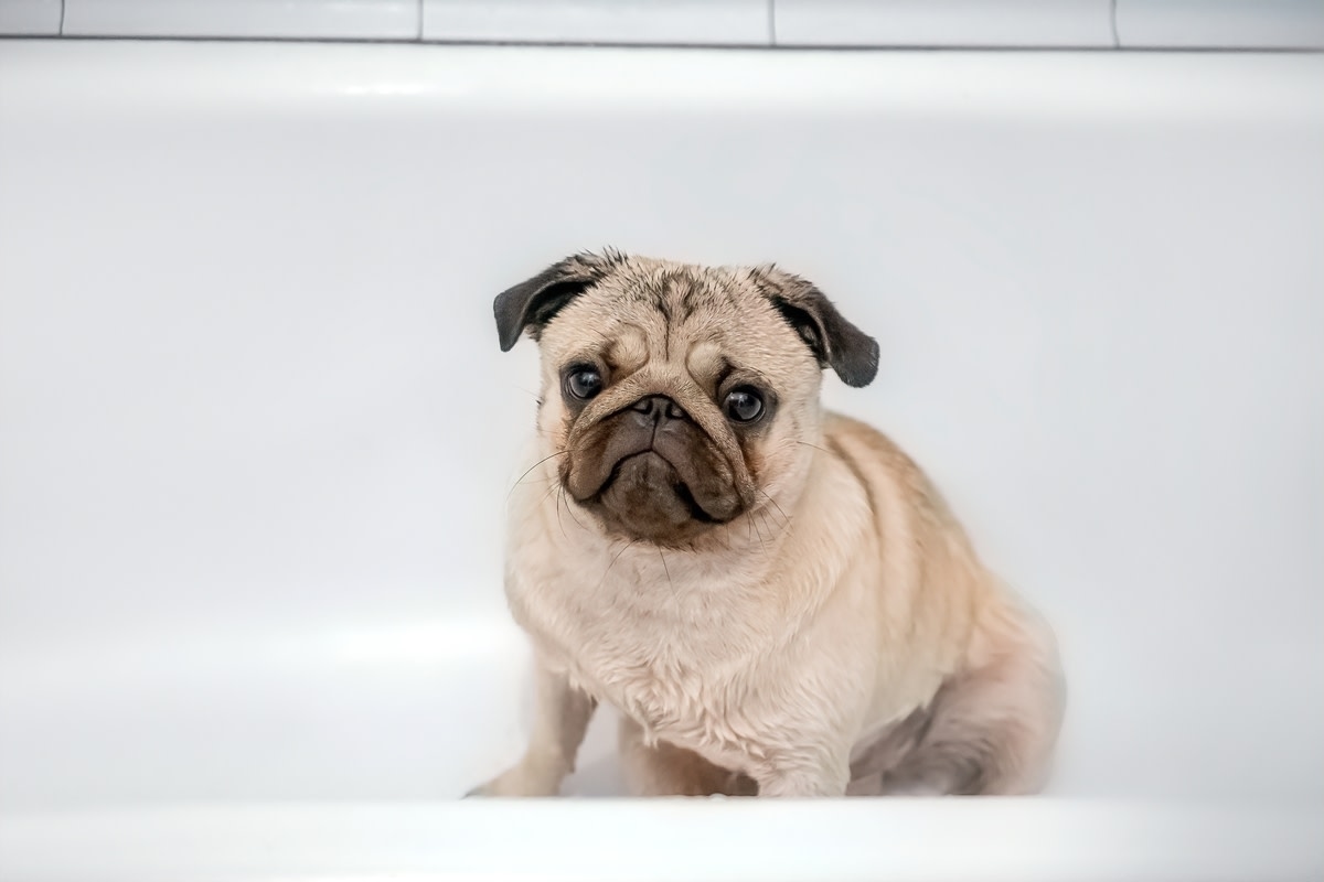 Pug Mix ‘Contemplating Life' After Stealing Mom's Bath Has Exactly Zero Regrets