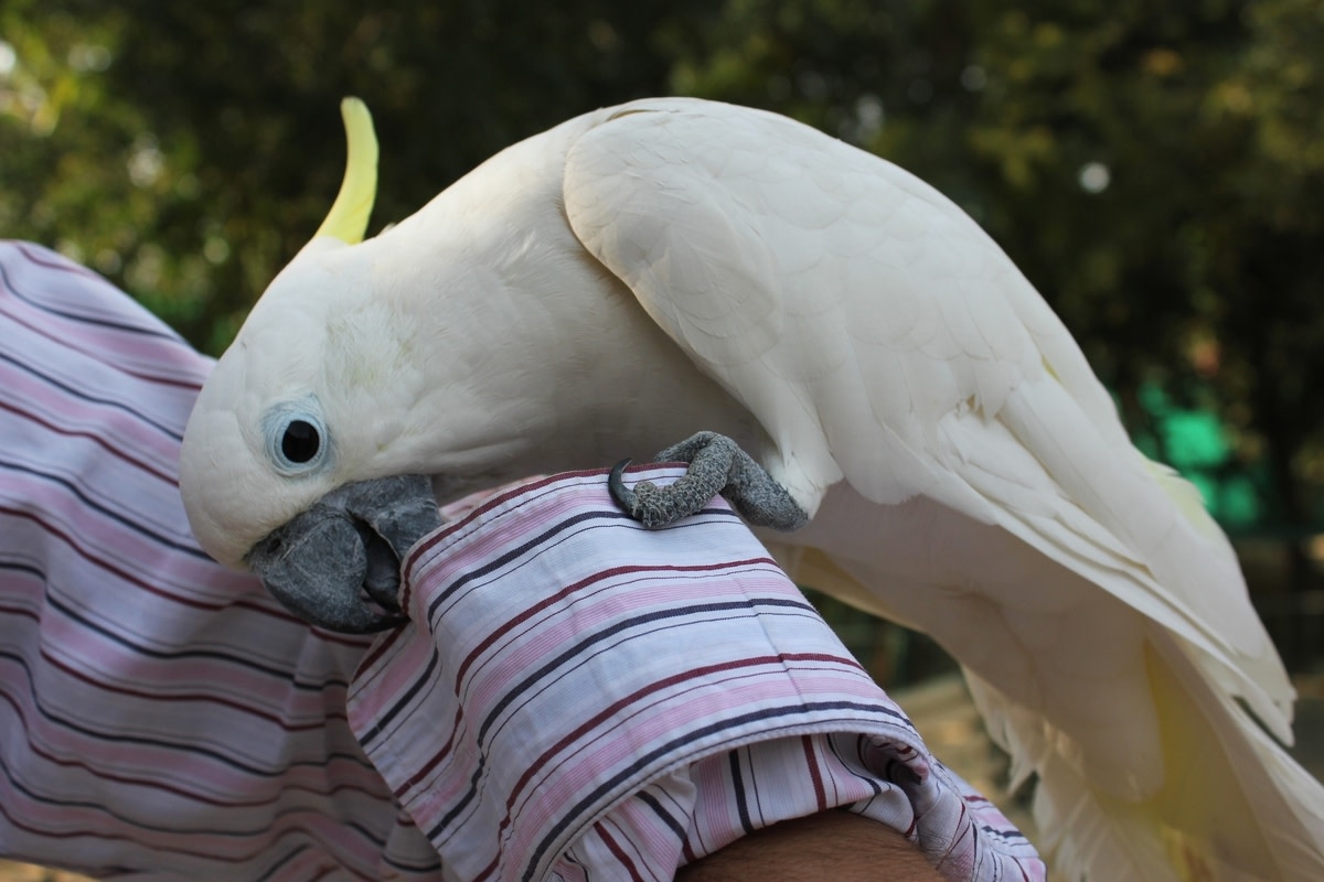 ‘Ridiculously Cute' Cockatoo Races Outside To Welcome Dad in Sweet Video