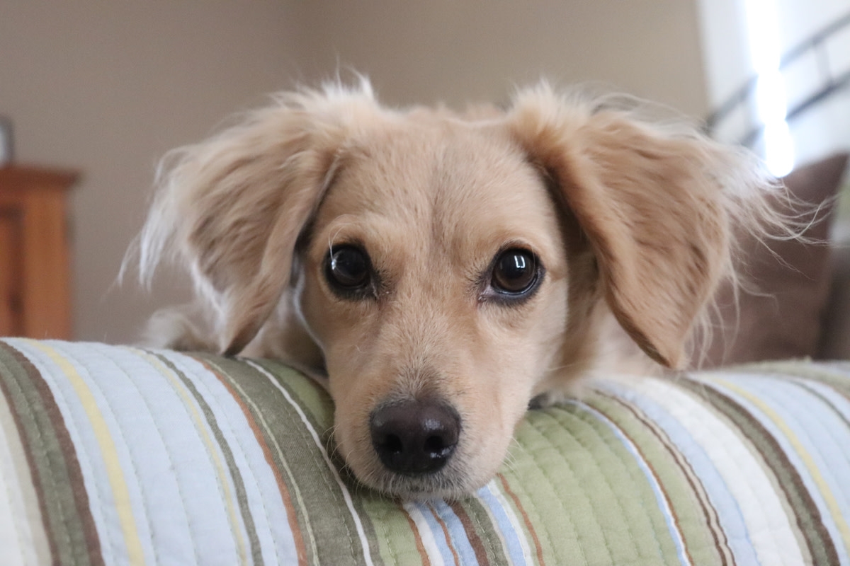Dachshund Sweetly Brings 'Gift' to Human Baby Sister Each Day Like a True Prince