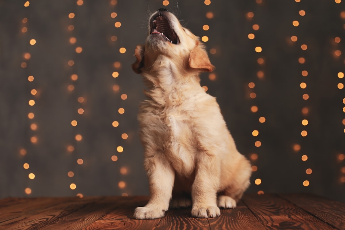 Golden Retriever Puppy Helps Mom Relax with Hilarious ‘Barking Sound Bath'