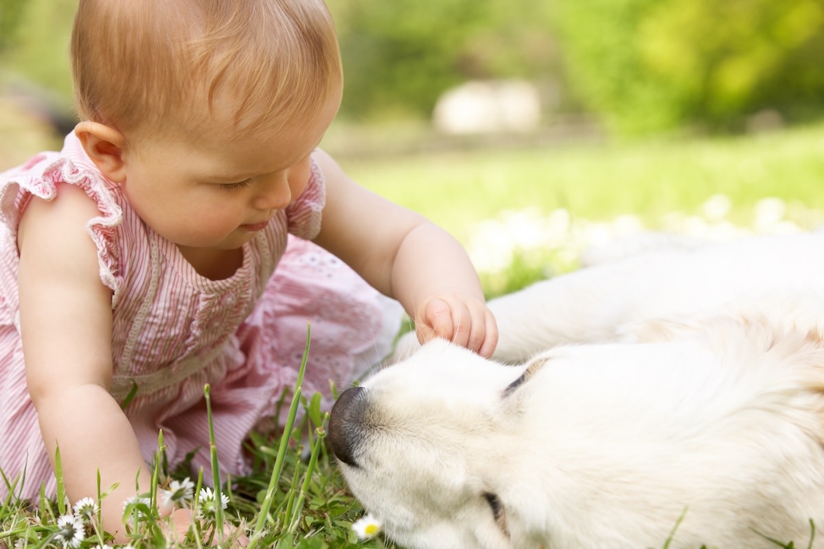 Golden Retriever Is 'So Excited Yet Confused' Meeting Newborn Human Sister