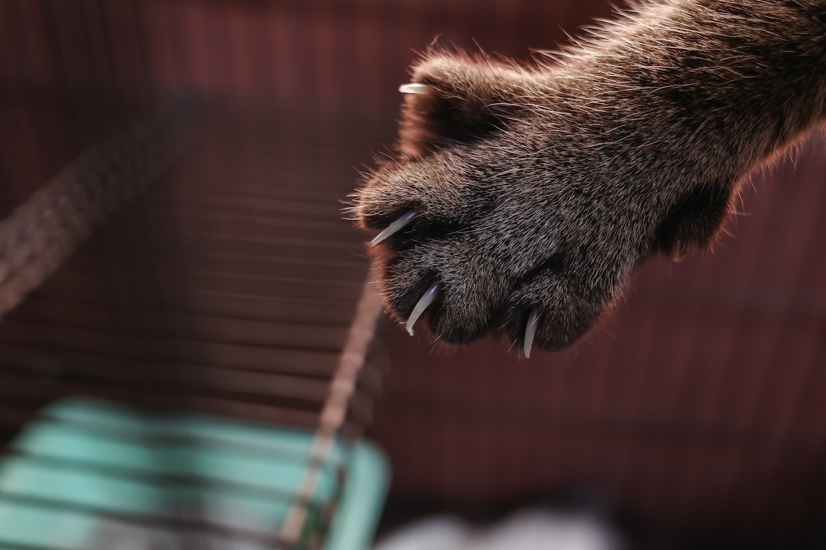 Super Rare ‘All Brown' Cat Looks Like He Got a Bath in Hot Fudge