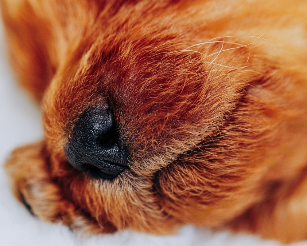 Half-Ginger Goldendoodle Who Looks Like a Muppet Learns to Adorably 'Whisper Bark'