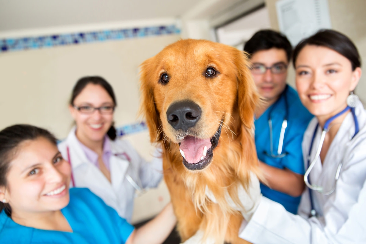 Golden Retriever's Sweet Playtime with Toddlers at Children's Hospital Is Melting Hearts Everywhere