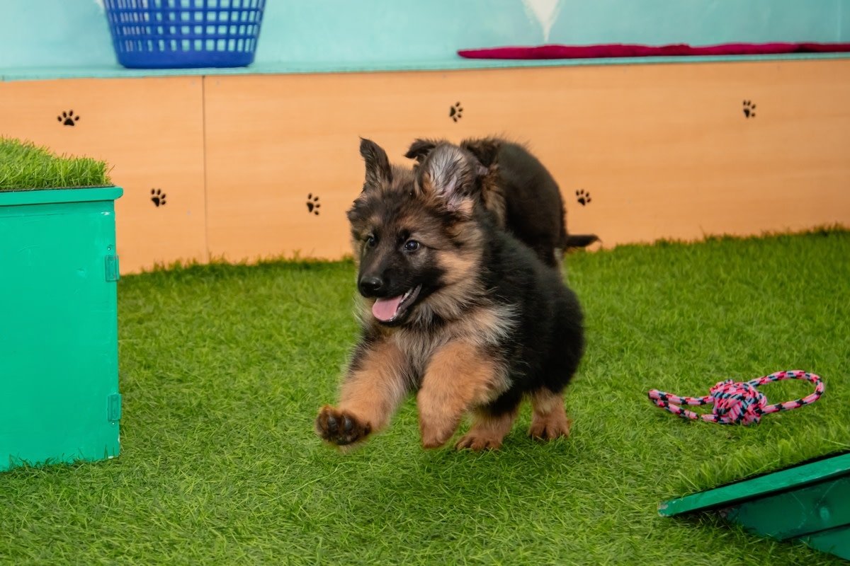 German Shepherd Visits Mom at Work and Instantly Gets the Zoomies