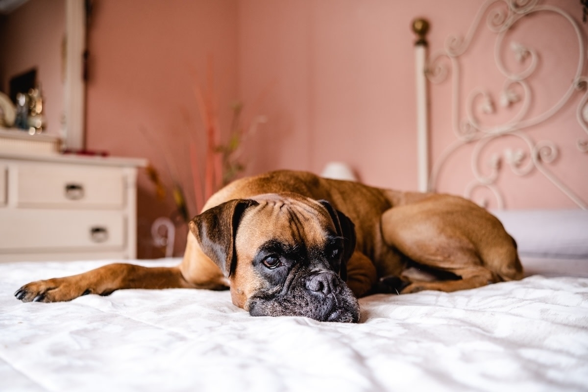 Boxer's Bold Protest When Grandma Asks Her To Lie Down Brings All the Sass