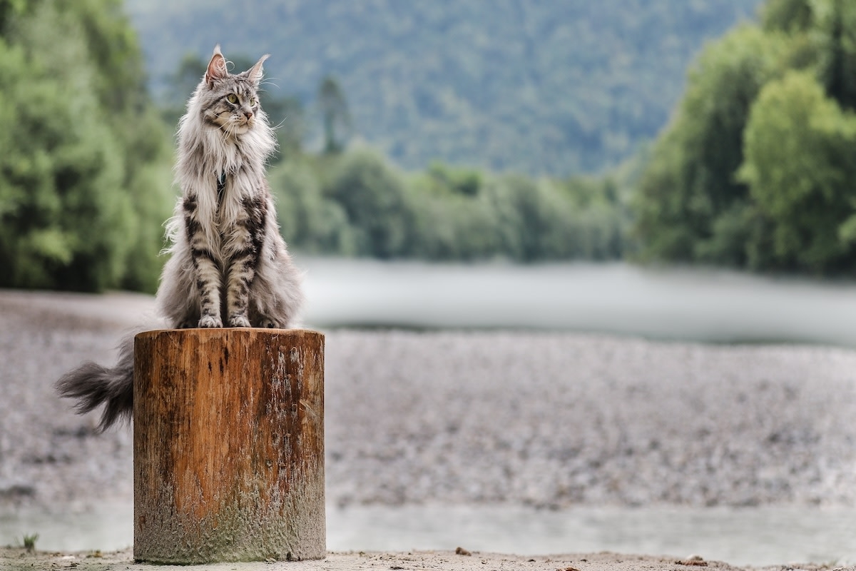 Maine Coon's Magic Mountain Hike Comes With the Cutest Little Raincoat