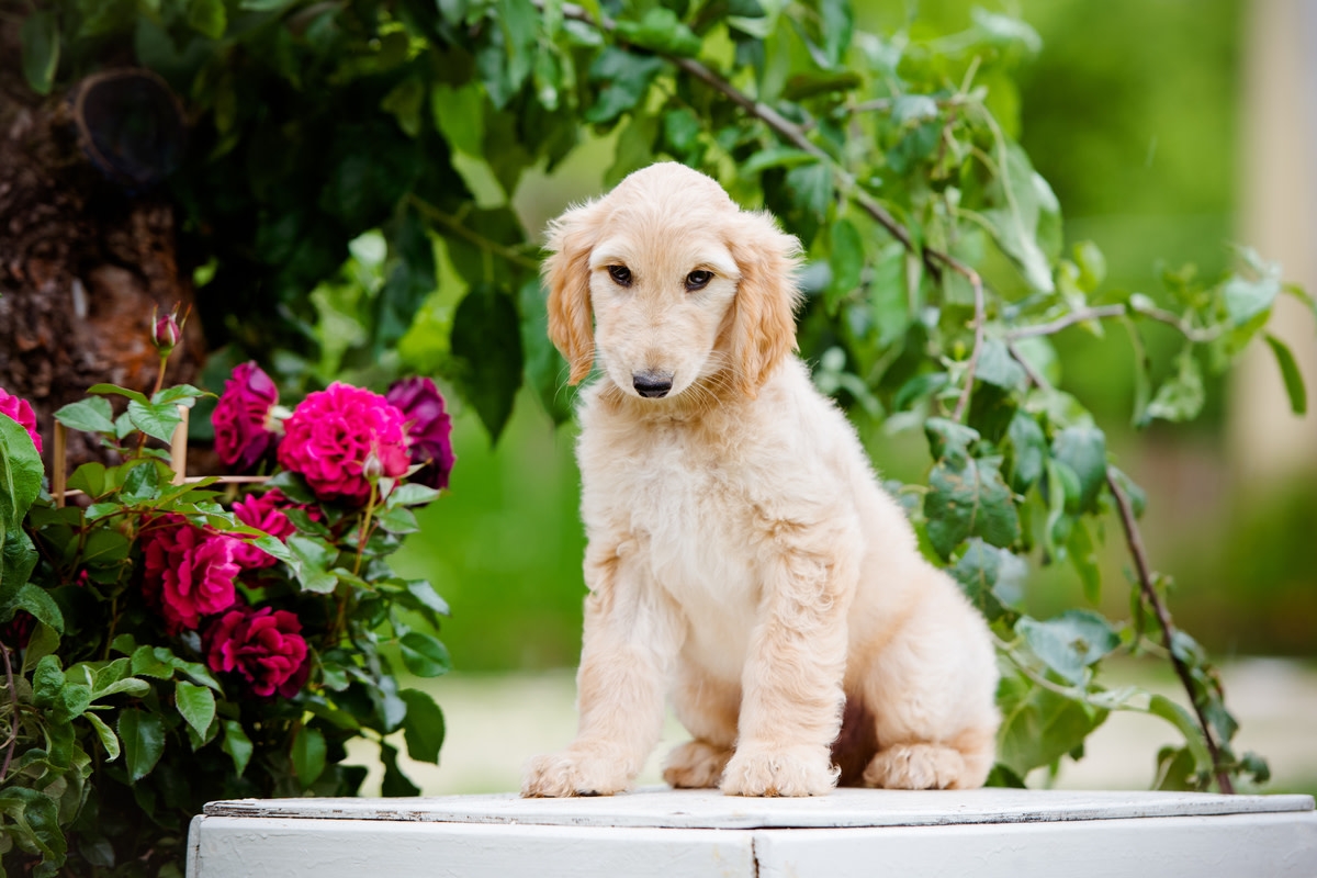 Adorable Afghan Hound Puppy's Big Bath Time Feelings Melt Hearts with Animated Charm