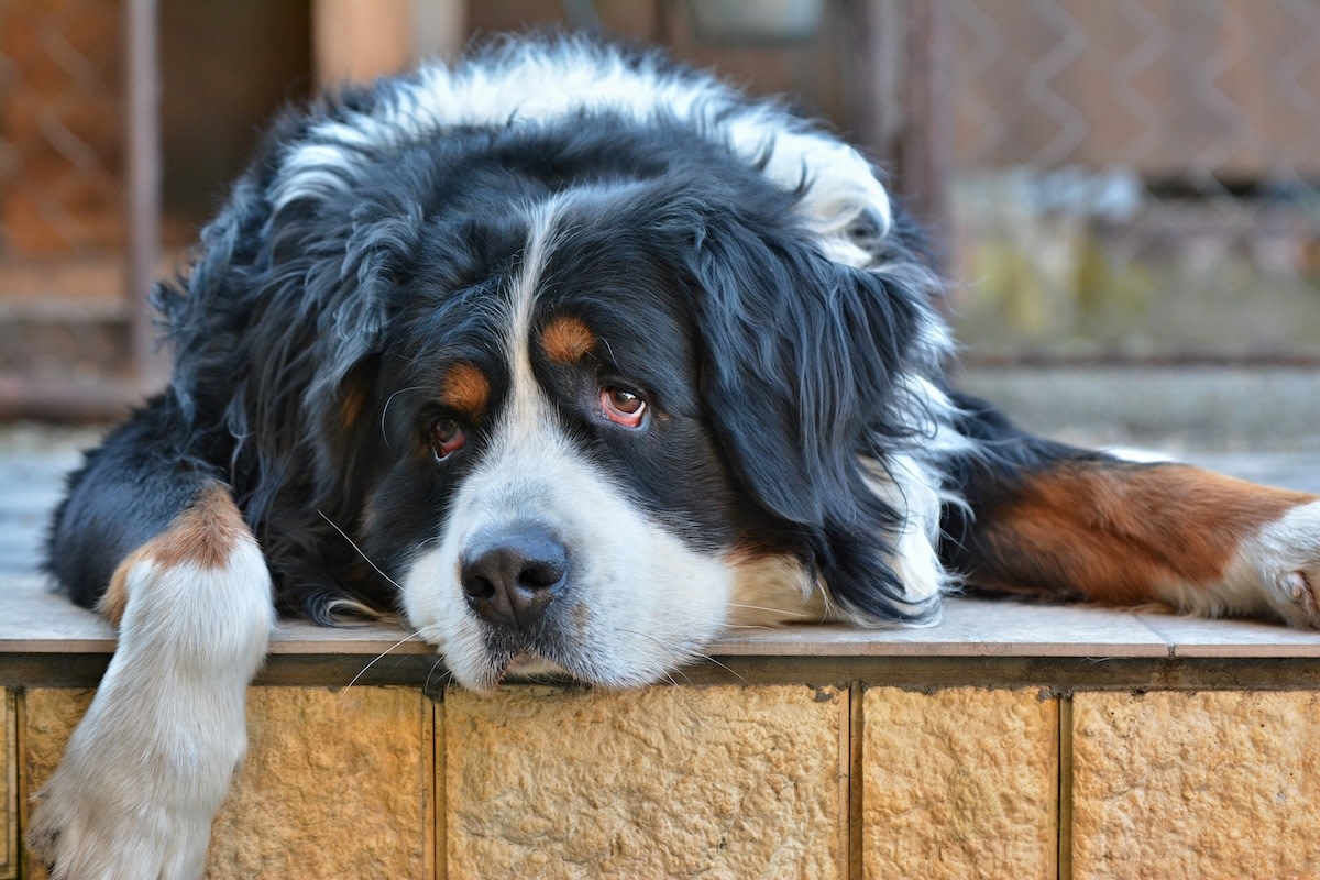 Bernese Mountain Dog's Hilarious Stink-Eye During Mom's Manicure Is Too Cute