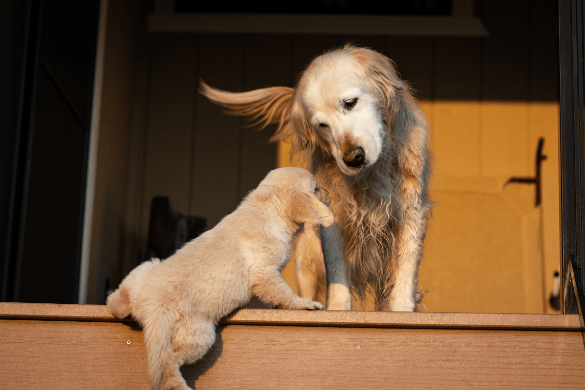 Golden Retriever's Dead Stare Upon Meeting New Puppy Sibling Wins the Internet