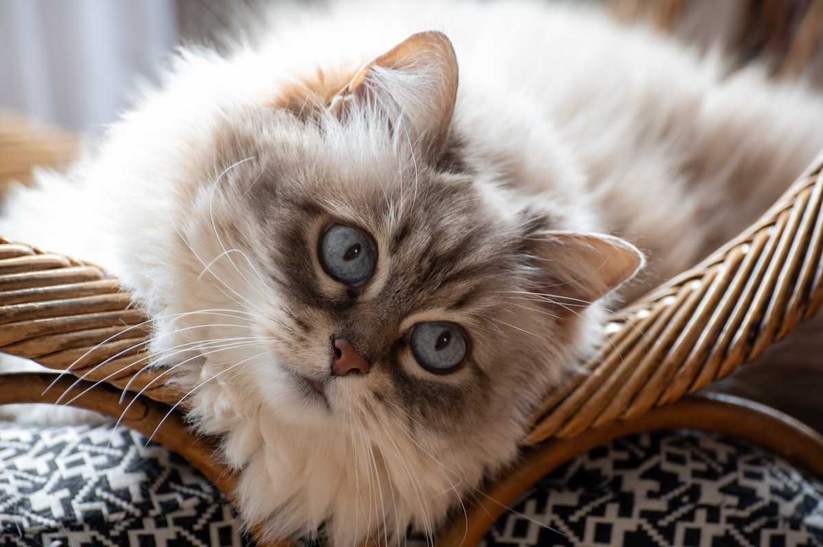 Himalayan Mama and Kittens Make the Cutest Cuddle Puddle on Bench They've Outgrown