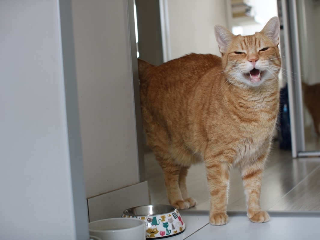 Spicy Orange Cat Goes Full WWE on Dish Towel with Another Cat Pictured on It