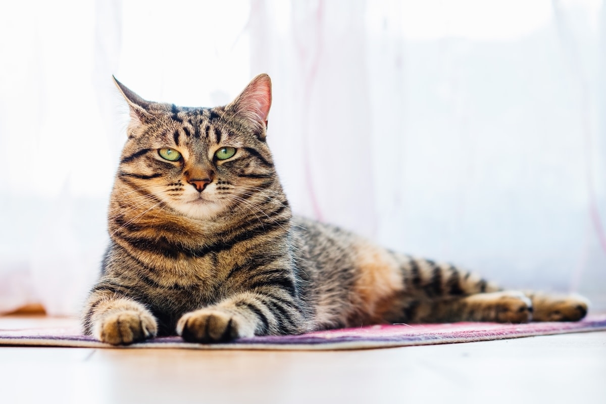 Tabby Cat Majorly Annoyed When Kids Return Home and Channels Only-Child Energy