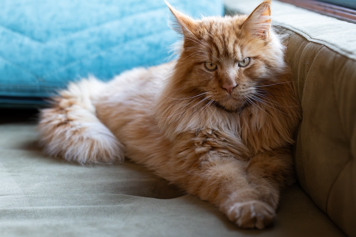 Marvelous Maine Coon Caught Meowing ‘Mama' Is Daughter of the Year