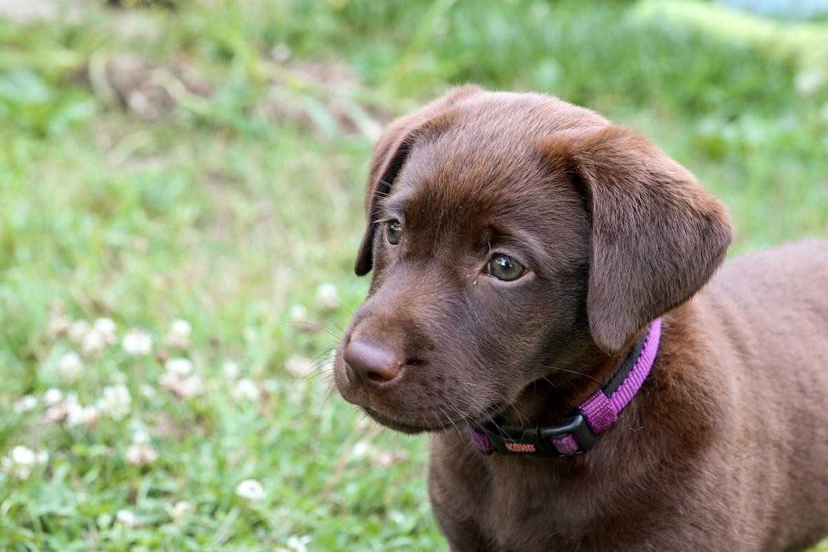 Chocolate Labrador Puppy Does Her Best Shark Impression When It's Time for a New Bone