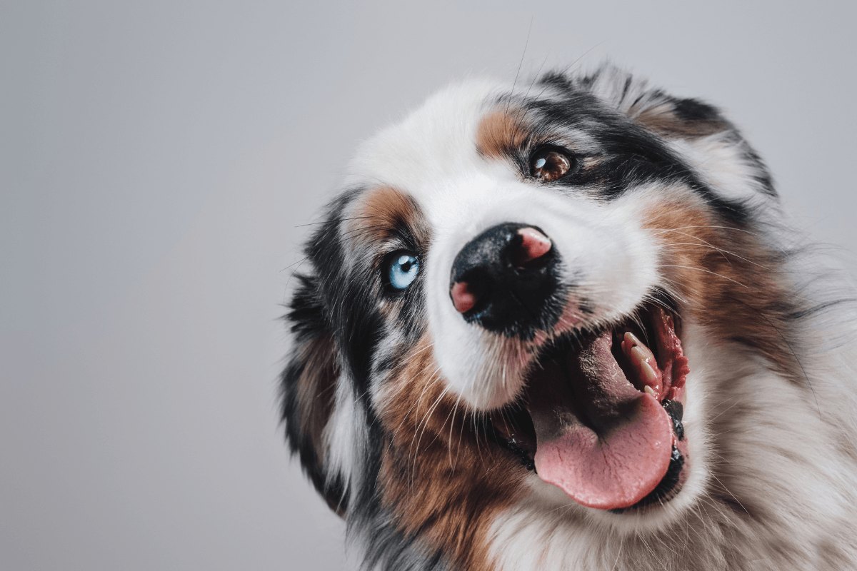 Brainy Australian Shepherd Smashes Puzzle Game in Record Time and Proves Breed's True Genius