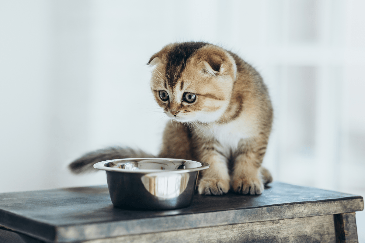Another Popular Cat Food Has Been Linked to Bird Flu Igniting More Fear in Pet Parents