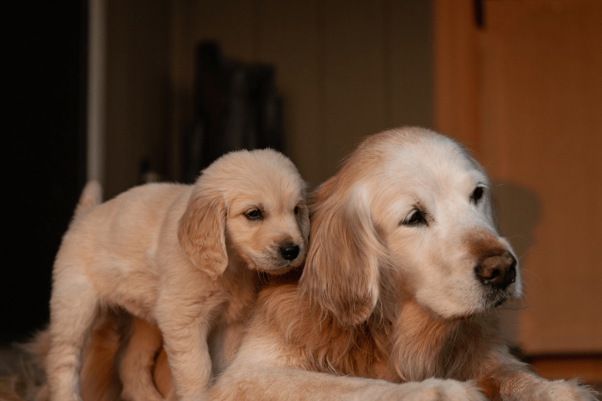 Golden Retriever Who's Totally Fed Up With Her Puppies Has Moms Feeling Seen