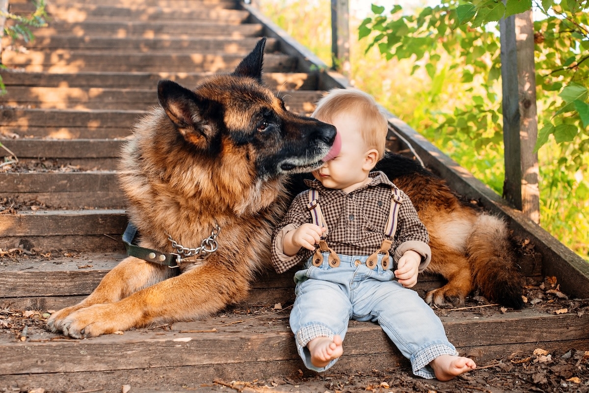 German Shepherd Sweetly Gives Baby Kisses After ‘Scaring' Her with His Epic Howls