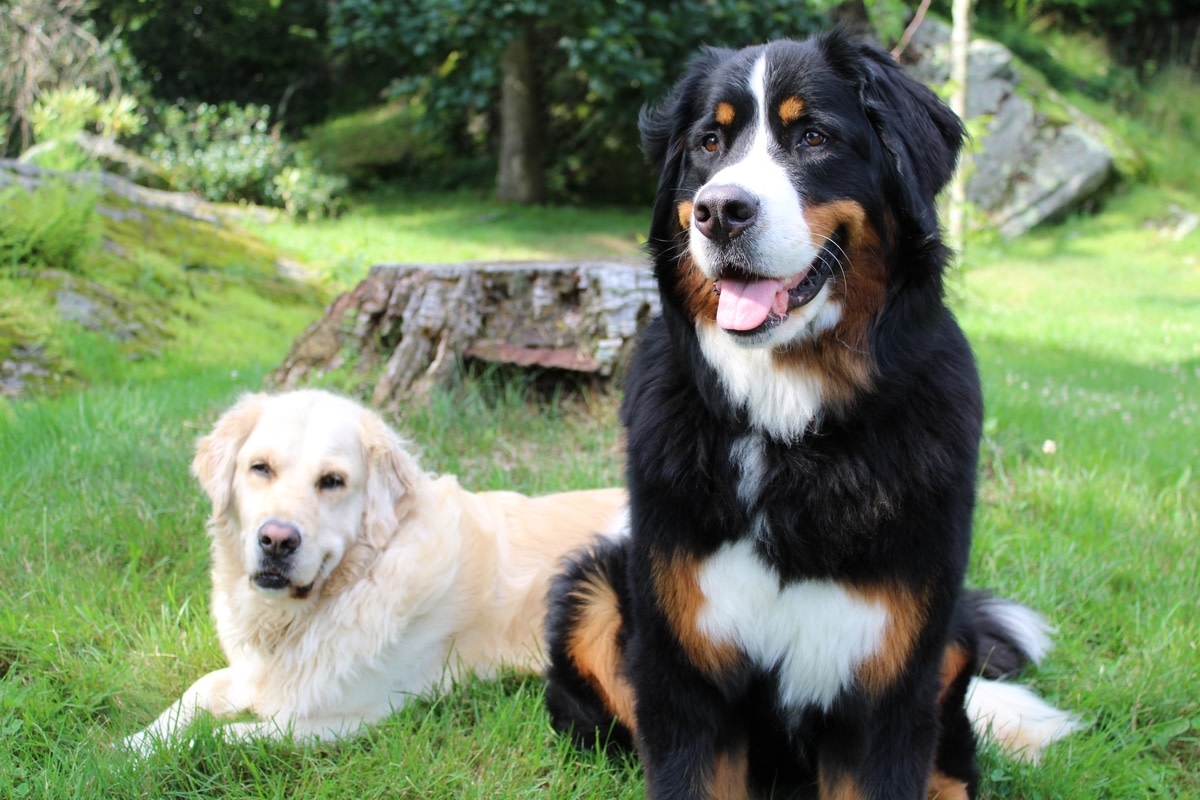 Golden Retriever's Attempt To Calm Bernese Mountain Mix During 'Tantrum' Is Priceless