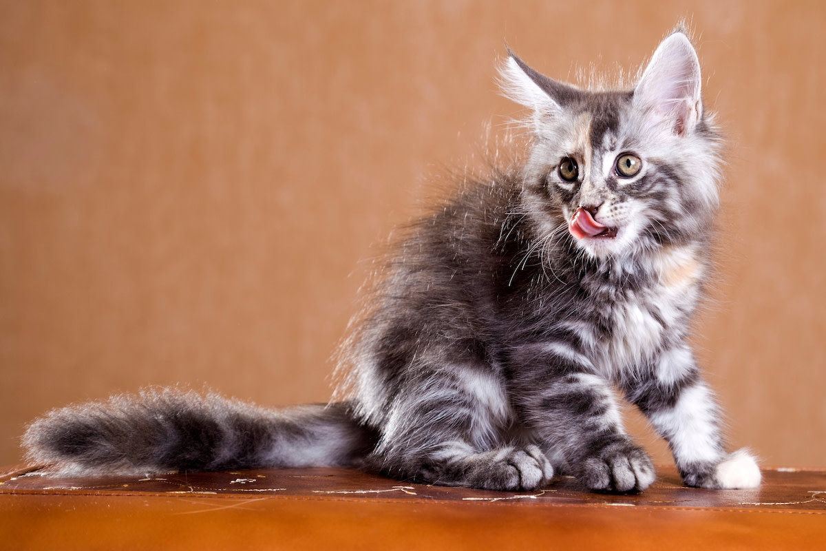Tiny Gray Maine Coon Kitten Is the Soggiest Sweetheart After a Bath from Mom