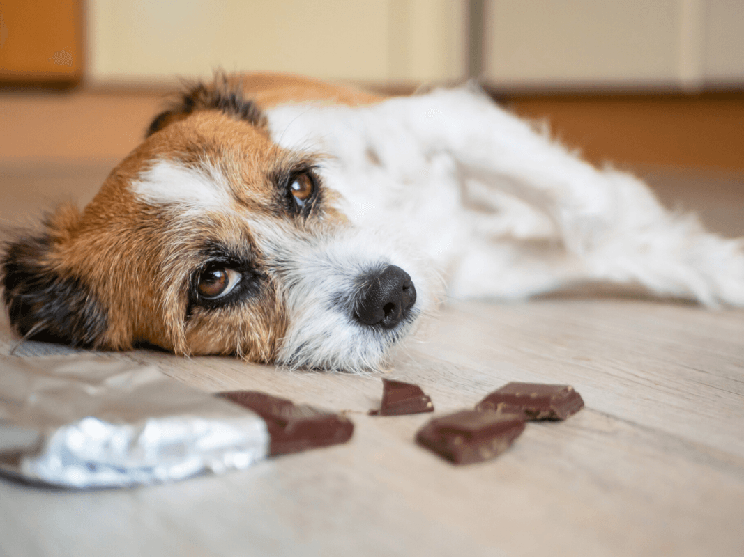 The 9 Most Dangerous Foods for Dogs—And the Ones You Can Safely Swap In