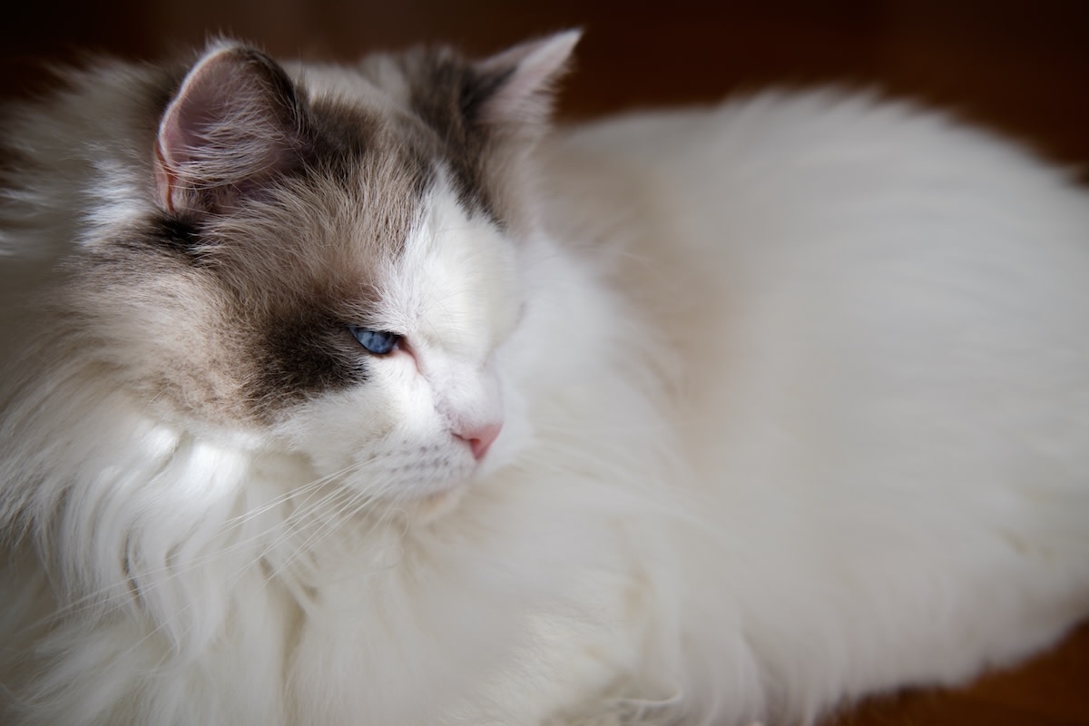 Ragdoll Cat's Stunning Teal Eyes Have Everyone Hypnotized
