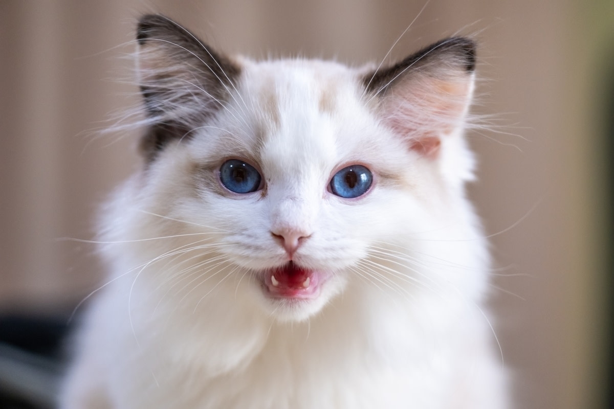 'Needy' Ragdoll Cat Turns Into Total Jealous Baby Meeting New Human Sibling