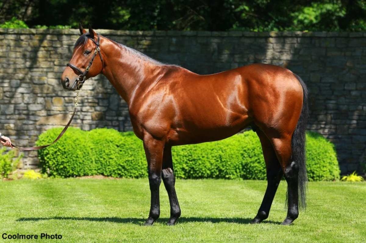 'We All Believed Again': Looking Back At American Pharoah's Triple Crown