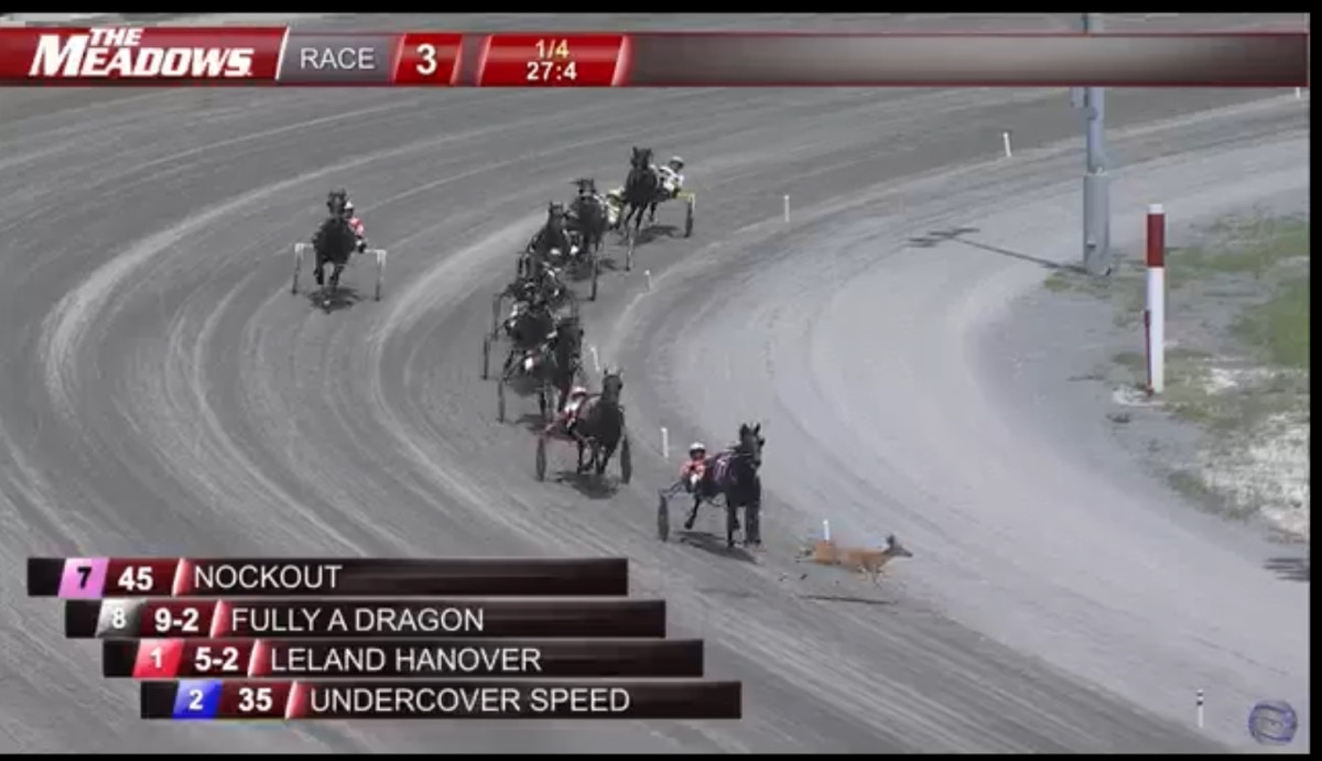 Deer Dashes Through Harness Race At The Meadows