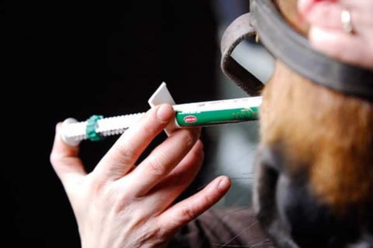 Study Discourages Hopes Of A Blood Test To Diagnose Equine Gastric Ulcers...For Now