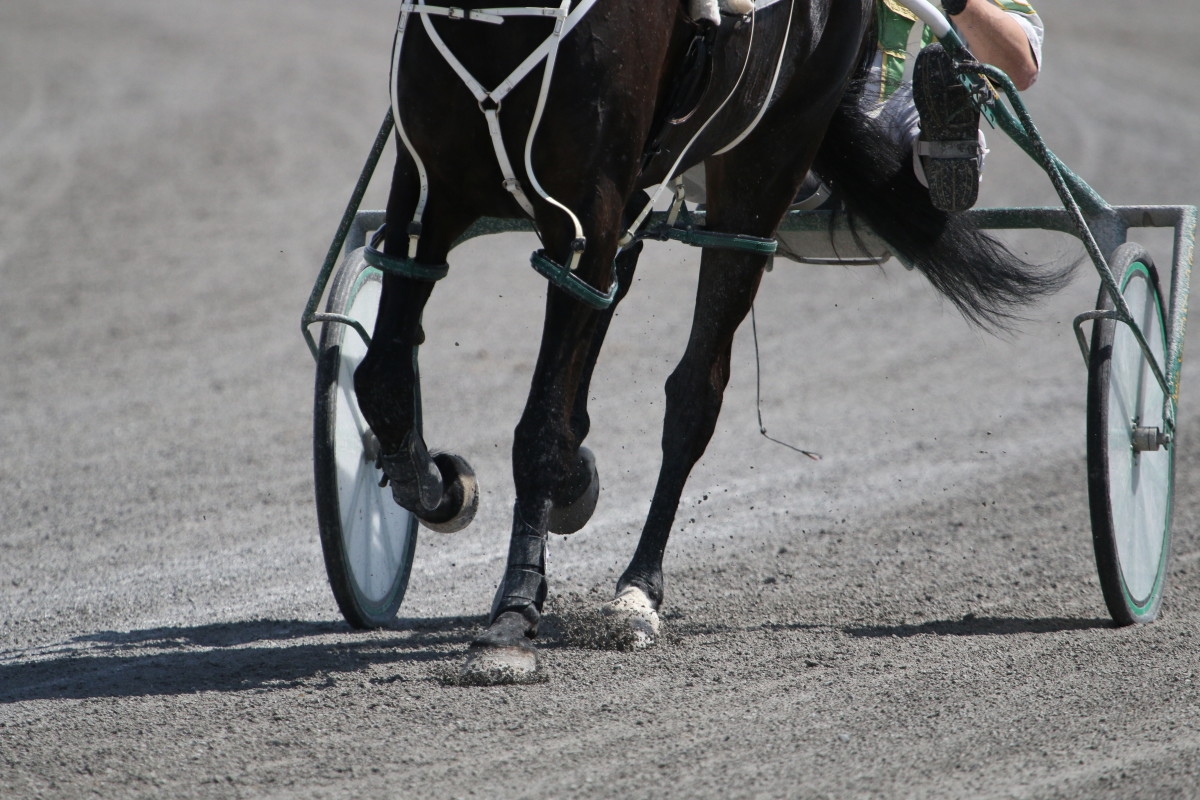 Harness Trainer Convicted Of Two Felonies After Fracturing Horse's Skull