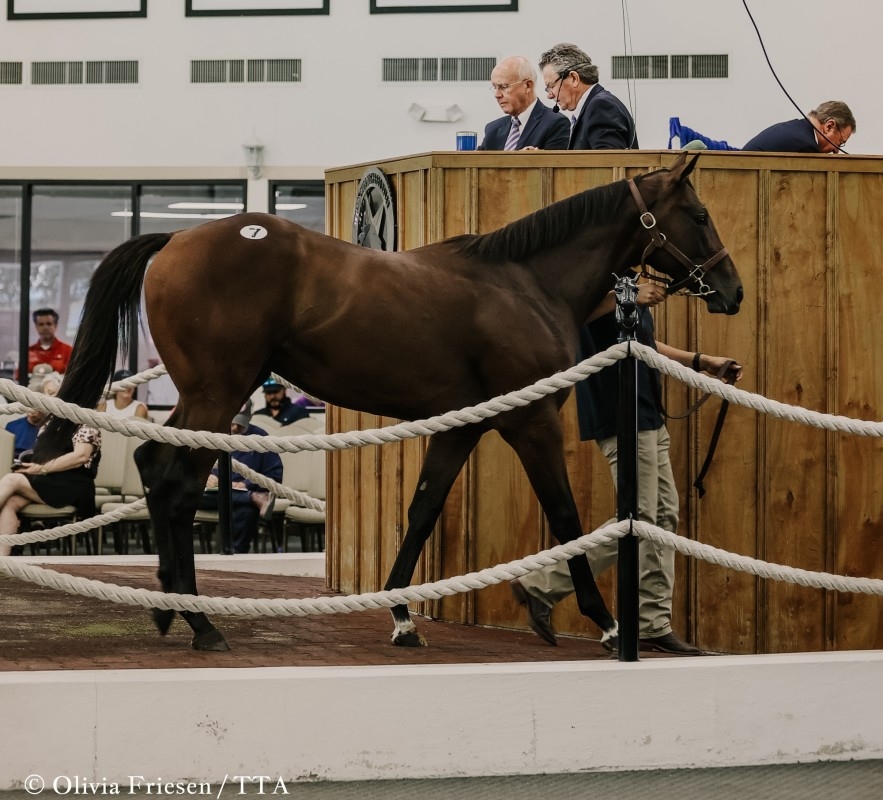 Texas Summer Yearling Sale Attracts Record Number Of Entries For 2025 Renewal