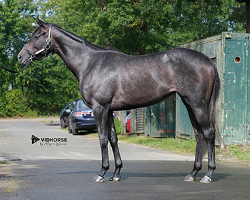 'So Impressive': Spectacular Grey Tops Fasig-Tipton July Digital Sale