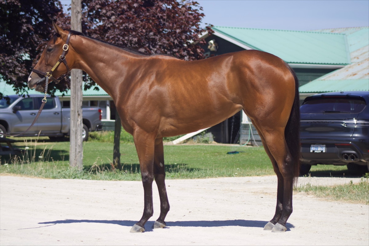 Stakes-Winning Juveniles Highlight Inglis Digital USA July Sale Catalog