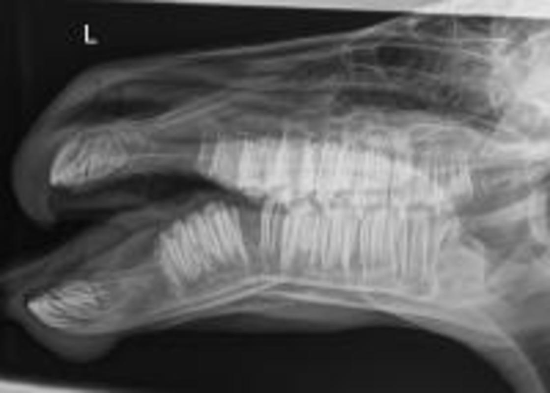 Surgeons Repair Newborn Foal's Broken Jaw At UC Davis