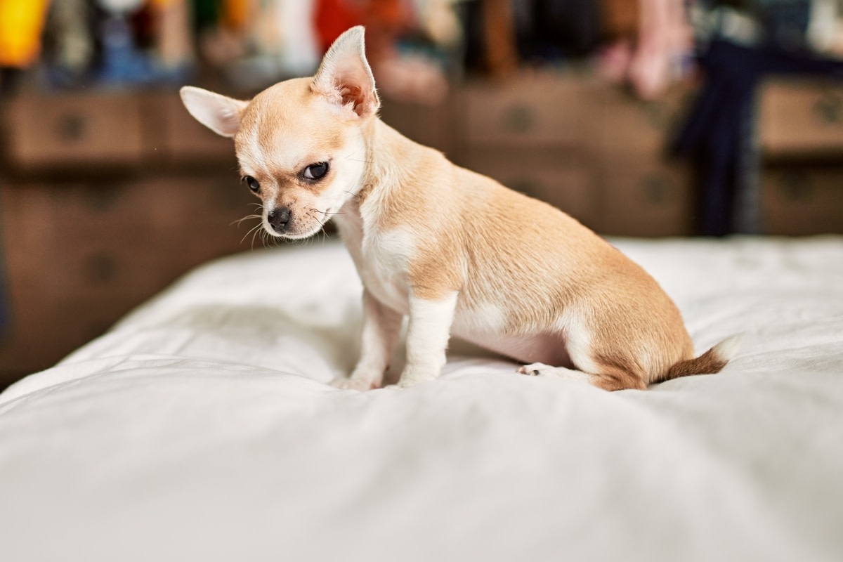 Chihuahua ‘Blinks in Disappointment' After Mom Messes up Bed in Funny Video